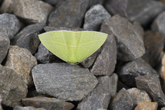 Tanaoctenia haliaria