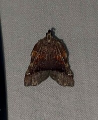 Clydonopteron sacculana