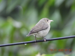 Dicaeum erythrorhynchos