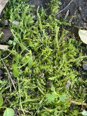 Plagiothecium cavifolium