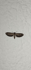 Eupithecia miserulata