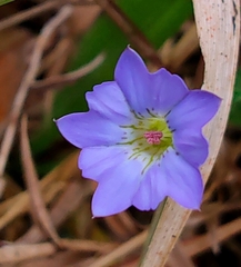 Gentiana arisanensis