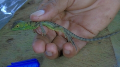 Basiliscus plumifrons