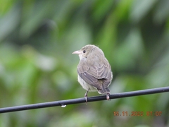 Dicaeum erythrorhynchos