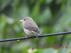 Dicaeum erythrorhynchos