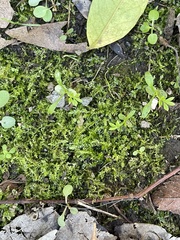 Plagiothecium cavifolium