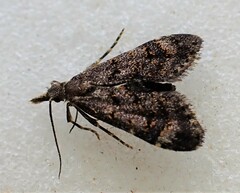 Isonomeutis amauropa