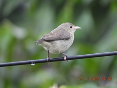 Dicaeum erythrorhynchos