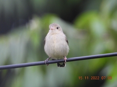 Dicaeum erythrorhynchos