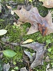Plagiothecium cavifolium