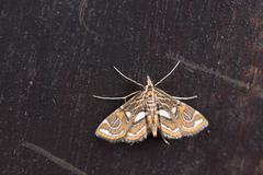 Paracymoriza cataclystalis