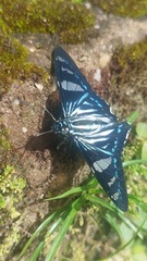 Phocides metrodorus