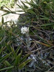 Anaphalis nepalensis