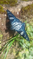 Phocides metrodorus