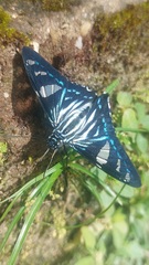 Phocides metrodorus