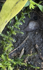 Plagiothecium cavifolium
