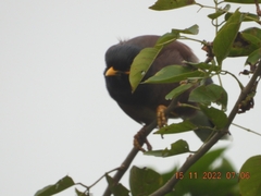 Acridotheres tristis