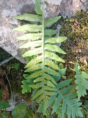 Polypodium