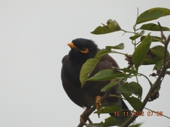 Acridotheres tristis