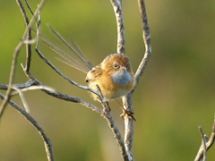 Stipiturus malachurus
