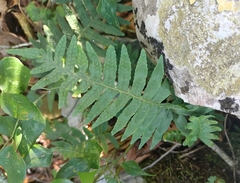 Polypodium