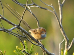 Stipiturus malachurus