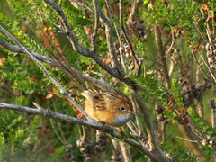 Stipiturus malachurus