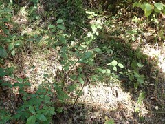 Ceanothus sanguineus