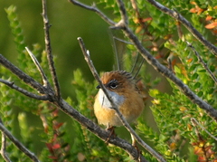 Stipiturus malachurus