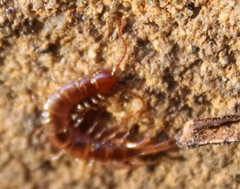 Lithobiidae