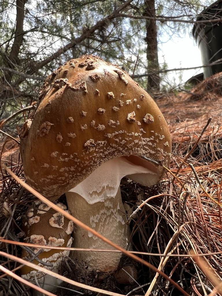 Amanita brunneolocularis · November 2022 · photo: © nbareschu (iNaturalist, cc-by)