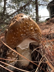 Amanita brunneolocularis