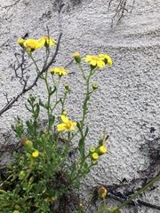 Senecio pinnatifolius