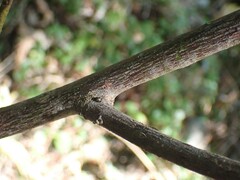 Ceanothus sanguineus