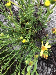 Senecio pinnatifolius