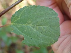 Ceanothus sanguineus