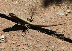Tropidurus catalanensis