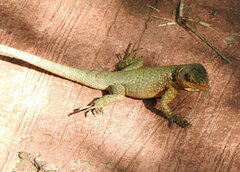 Tropidurus catalanensis