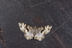 Monocerotesa virgata