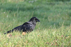 Corvus brachyrhynchos