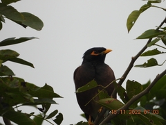 Acridotheres tristis