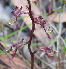 Arthrochilus prolixus