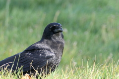 Corvus brachyrhynchos
