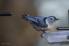 Sitta carolinensis