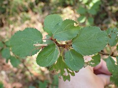 Ceanothus sanguineus