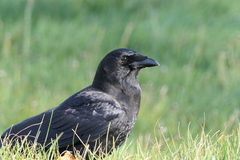 Corvus brachyrhynchos