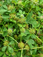Trifolium glomeratum