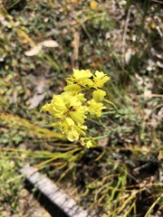 Glischrocaryon behrii