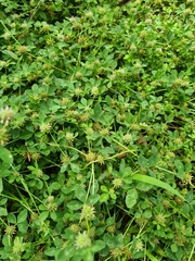Trifolium glomeratum