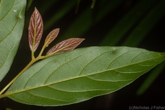 Endiandra muelleri muelleri